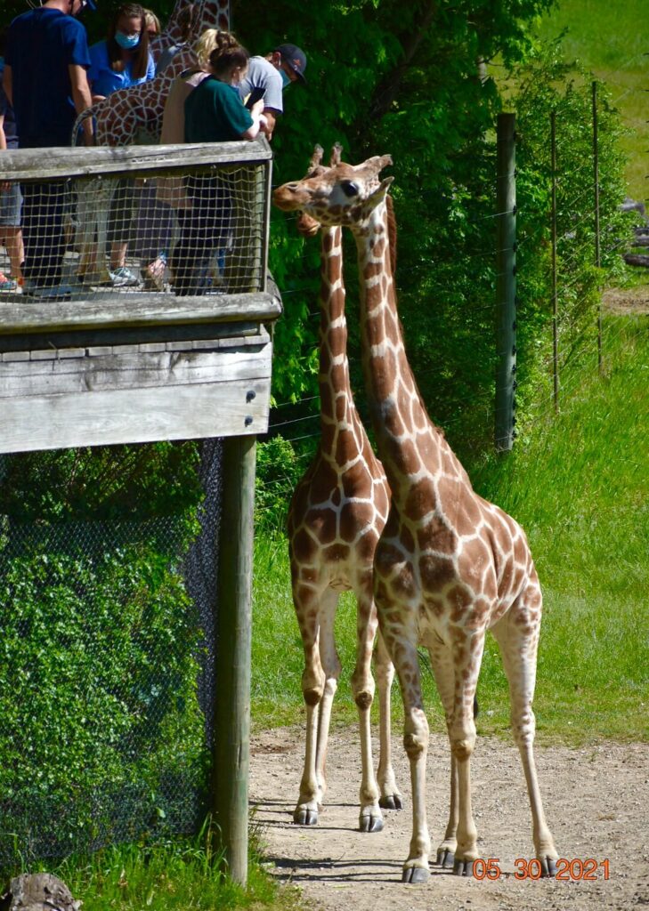 Giraffes at Binder Park Zoo, one of the top things to do in Battle Creek MI