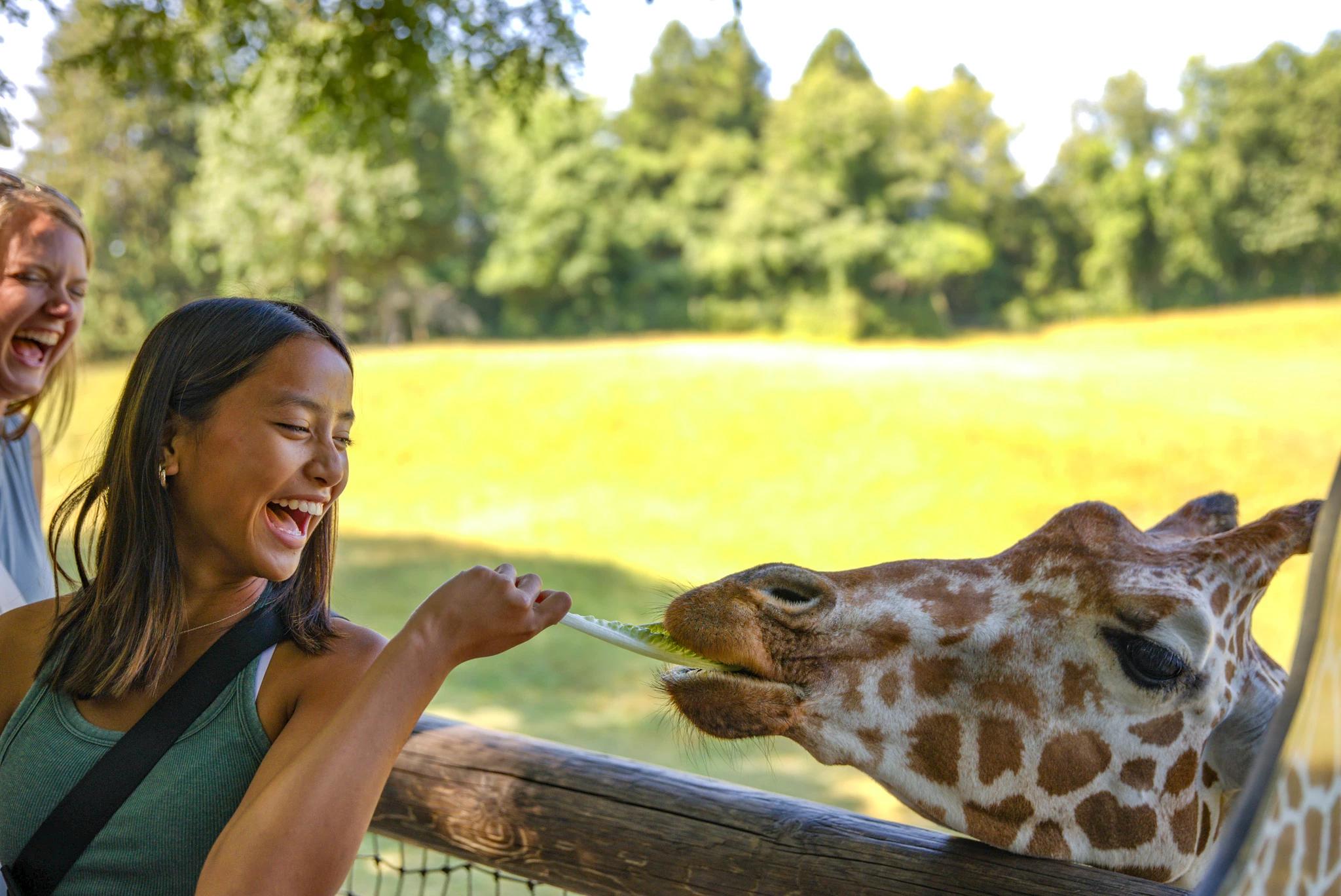 Hotels Near Binder Park Zoo in Battle Creek MI, featuring a giraffe at the zoo and a family-friendly wildlife experience.